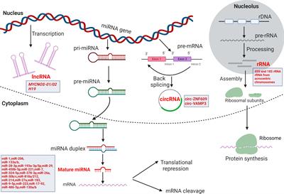 Non-coding RNA in rhabdomyosarcoma progression and metastasis